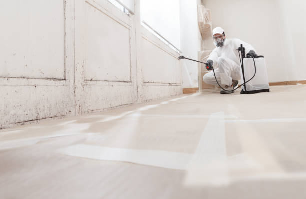 Black mold remediation team in Franklin Park